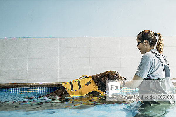 Physiotherapeutin  die einem Labrador Retriever im Schwimmbad einen Ball ins Maul steckt