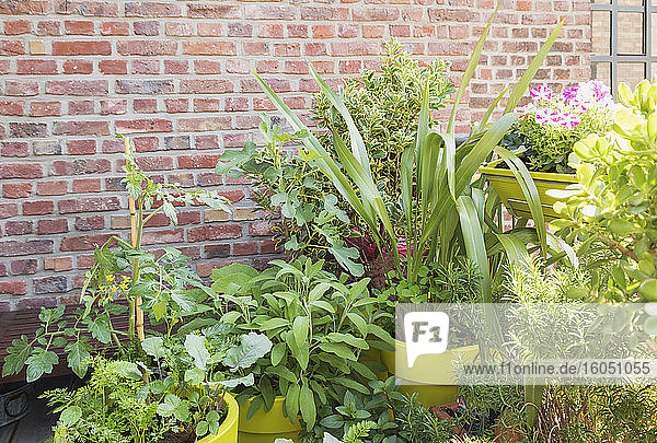 Grüne Pflanzen wachsen im Gemüsegarten auf dem Balkon