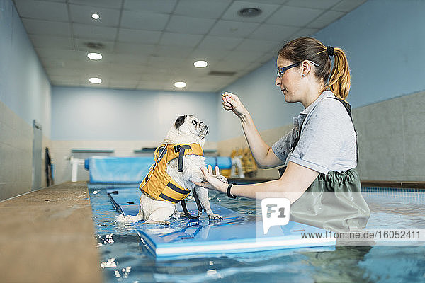 Eine Physiotherapeutin trainiert einen Mops auf einem aufblasbaren Floß im Schwimmbad