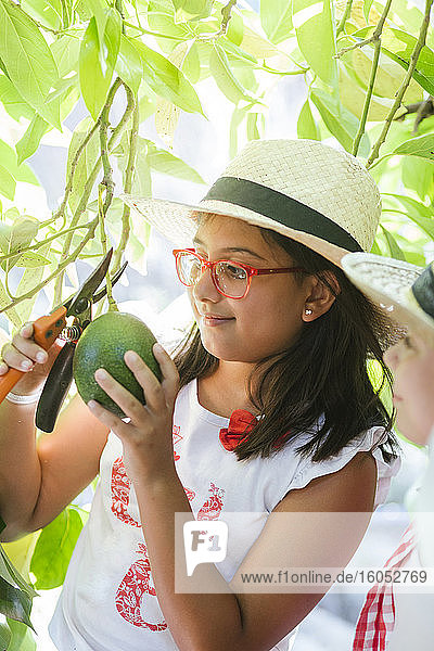 Lächelndes Mädchen pflückt Avocado im Garten