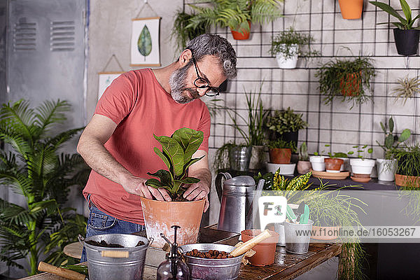 Bärtiger reifer Mann pflanzt Pappelfeige in Topf auf Tisch zu Hause