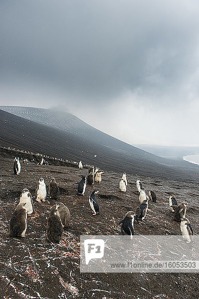 UK  South Georgia and South Sandwich Islands  Chinstrap penguin (Pygoscelis antarcticus) colony on volcanic hillside of Saunders Island