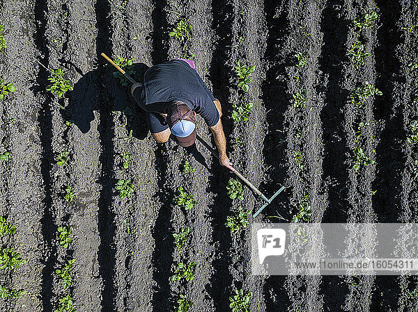 Luftaufnahme eines Mannes bei der Arbeit auf einem Kartoffelacker