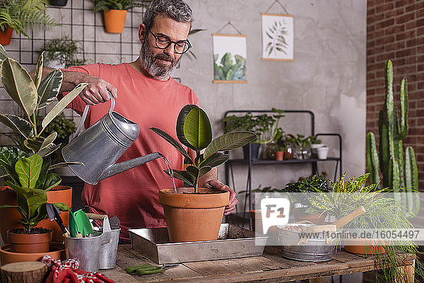 Bärtiger reifer Mann gießt Gummifeigen-Topfpflanze zu Hause