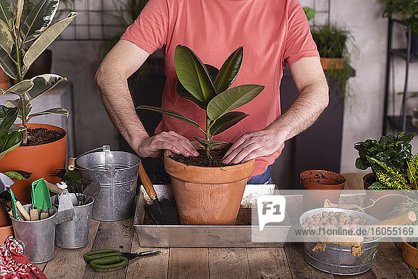 Mann pflanzt Gummifeige im Topf in einer Gärtnerei