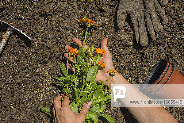 Hände einer Frau halten Blumen auf einem Grundstück im Garten