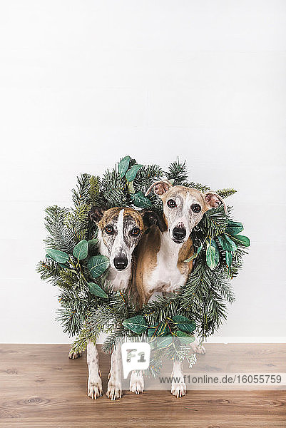 Grüner Weihnachtskranz um Hunde auf Hartholzboden vor weißem Hintergrund