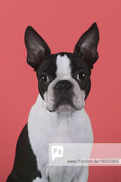 Porträt eines Boston-Terrier-Welpen vor einem roten Hintergrund