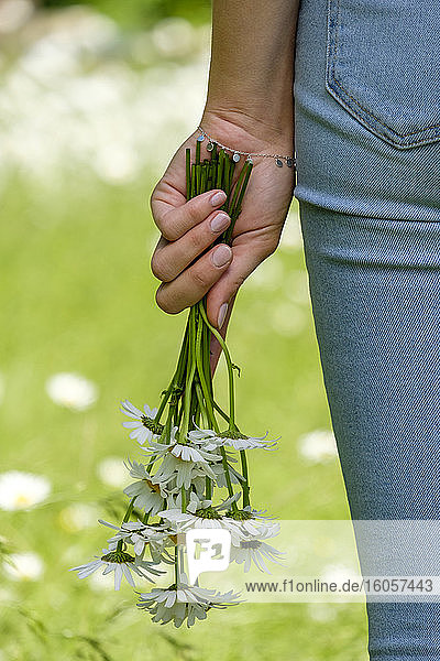 Nahaufnahme der Hand einer jungen Frau  die Gänseblümchen im Park hält