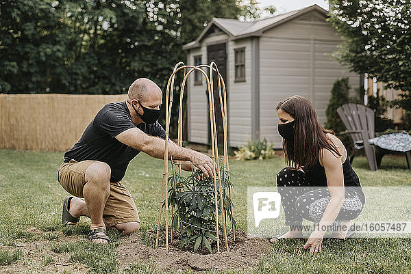 Maskiertes Ehepaar untersucht Pflanze im Garten