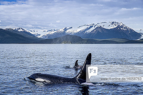 Schote des Orca-Wals (Orcinus orca) im Lynn-Kanal mit Herbert-Gletscher und Küstengebirge im Hintergrund  Südost-Alaska; Alaska  Vereinigte Staaten von Amerika