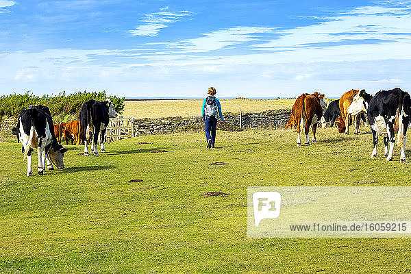 Wanderin  die durch eine Viehherde auf einer grasbewachsenen Wiese läuft  die von einer Steinmauer mit blauem Himmel und Wolken umrahmt ist; Grafschaft Cornwall  England