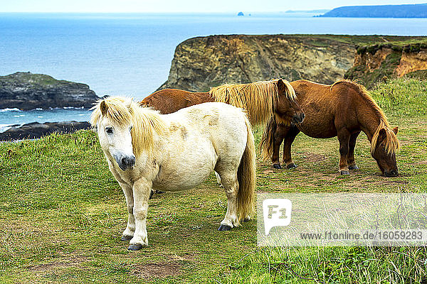 Pferde auf grasbewachsener Wiese mit felsiger Felsküste im Hintergrund; Grafschaft Cornwall  England