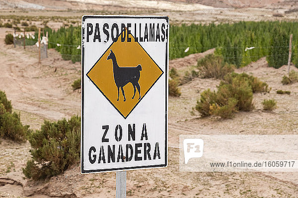 Lama-Kreuzungszeichen auf der Carretera 701; Provinz Nor Lipez  Abteilung Potosi  Bolivien