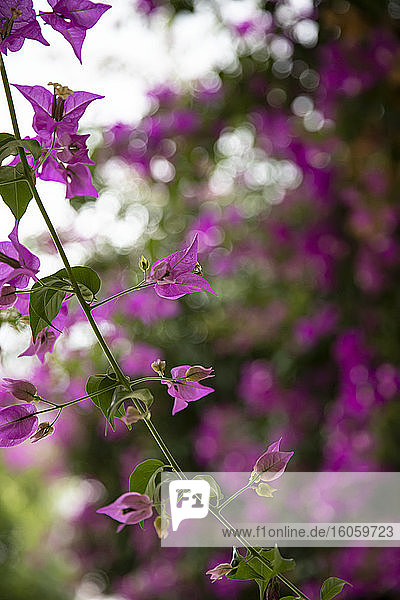 Nahaufnahme von zartvioletten Blüten  die auf einem Stiel mit verschwommenem Hintergrund blühen; Ostuni  Apulien  Italien