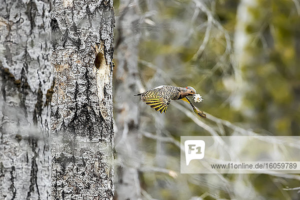 Nordflimmern (Colaptes auratus) verlässt das Nest mit Holzspänen im Maul  Forillon-Nationalpark; Quebec  Kanada