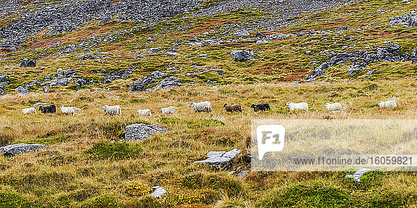 Schafe (Ovis aries) stehen in einer Reihe auf einem Grasfeld; Sudavik  Westfjorde  Island