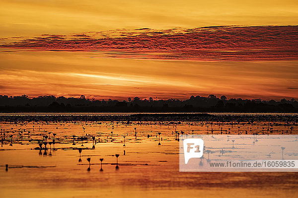Der Nong Han See und das Red Lotus Meer glühen bei Sonnenuntergang orangefarben; Thailand