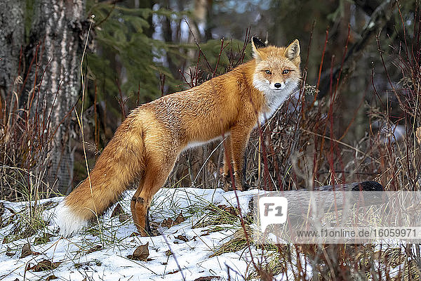 Red fox (Vulpes vulpes) standing on a log in snow looking at the camera in the Campbell Creek area  South-central Alaska; Alaska  United States of America