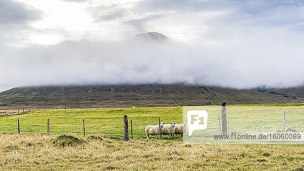 Three sheep (Ovis aries) stand at a fence on a pasture looking towards the camera; Strandabyggo  Westfjords  Iceland