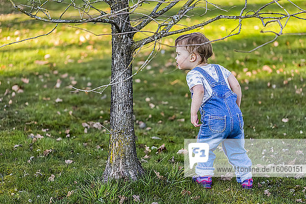 Kleinkind spielt in einem Park und versteckt sich hinter einem kleinen Baum; North Vancouver  British Columbia  Kanada