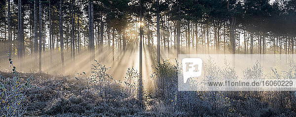 Sunbeams shine through trees to a frosty ground; Surrey,  England