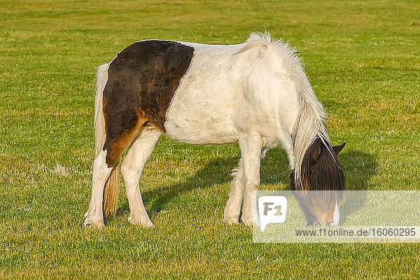 Braunes und weisses Pferd (Equus caballus) grasen auf dem Gras; Myrdalshreppur  Südliche Region  Island