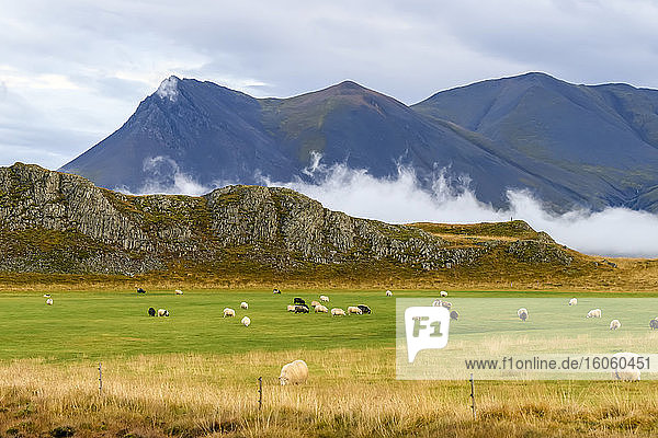 Eine große Schafherde (Ovis aries) weidet auf grasigem Ackerland; Hunaping vestra  Nordwestliche Region  Island