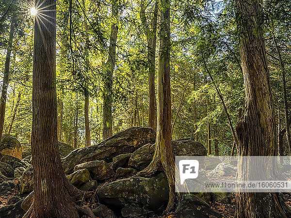 Eine friedliche  märchenhafte Kulisse wie in einem Wald in Ontario. Ein Sonnenstrahl scheint durch die Bäume; Owen Sound  Ontario  Kanada