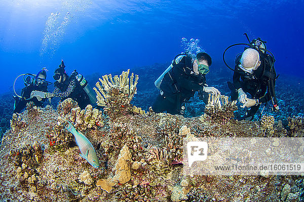 Forschungstaucher des MOC Marine Institute kleben zerbrochene Korallenköpfe wieder zusammen und kartieren Korallenschäden im Molokini Marine Preserve vor der Insel Maui  Hawaii. Künftig werden die Daten von hier helfen  den Gesundheitszustand der Riffe Hawaiis zu bestimmen; Maui  Hawaii  Vereinigte Staaten von Amerika