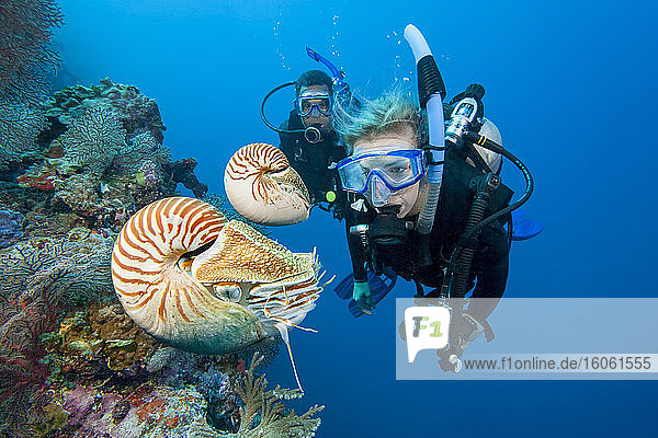 Gekammerte Nautilus (Nautilus pompilius) und Taucher; Palau  Mikronesien