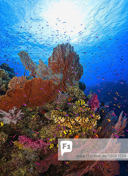 Farbenprächtige Riffszene mit Hart- und Weichkorallen und Fischen im Pazifik; Fidschi