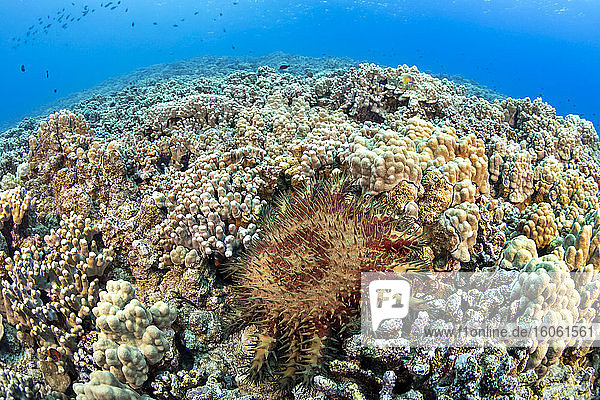 Der Dornenkronen-Seestern (Acanthaster planci) ernährt sich von lebenden Korallen und ist mit sehr scharfen Stacheln bedeckt; Hawaii  Vereinigte Staaten von Amerika