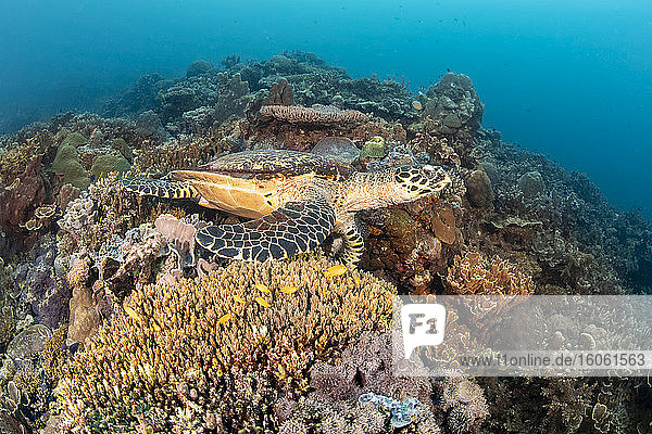 Diese vom Aussterben bedrohte Echte Karettschildkröte (Eretmochelys imbricata) ruht auf einem Riff im Pazifischen Ozean; Philippinen