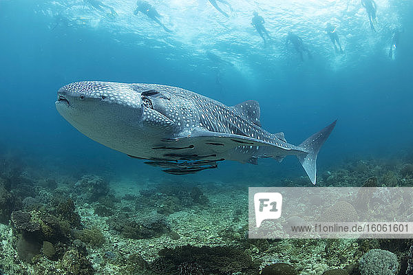 Schnorchler an der Oberfläche folgen einem Walhai (Rhiniodon typus)  der über ein flaches Riffgebiet kreuzt. Dies ist die größte Fischart der Welt; Philippinen