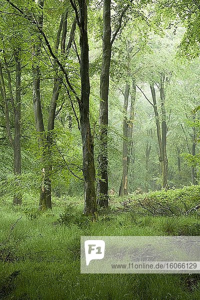 Ein nebliger Buchenwald im Sommer in Stockhill Wood in den Mendip Hills  Somerset  England.