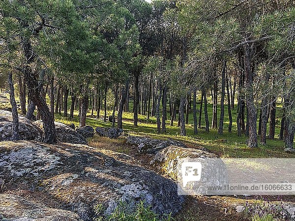 Granitfelsen und Gras im Pinienwald von Piquillo. Cadalso de los Vidrios. Madrid. Spanien. Europa