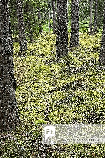 Ameisenpfad im Fermansbo-Urwald  einem Naturschutzgebiet außerhalb von Ramn?s  das teilweise von dem großen Waldbrand in V?stmanland im Jahr 2014 betroffen war. Foto: Andr? Maslennikov