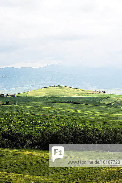Italien  Toskana  Val d'Orcia  Landschaft um Pienza