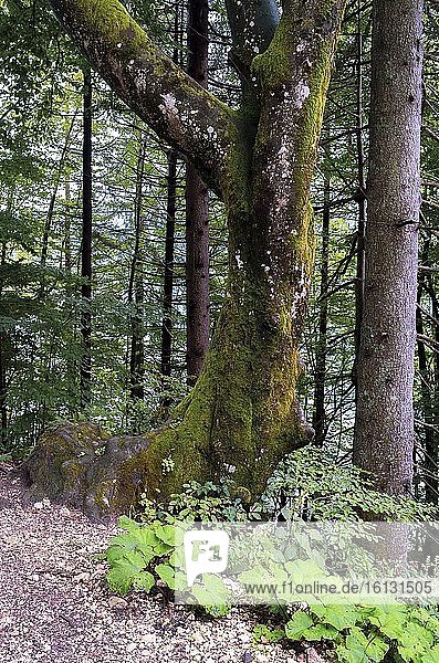 Wald  Bohinjer See  Gemeinde Bohinj  Triglav-Nationalpark  Slowenien.