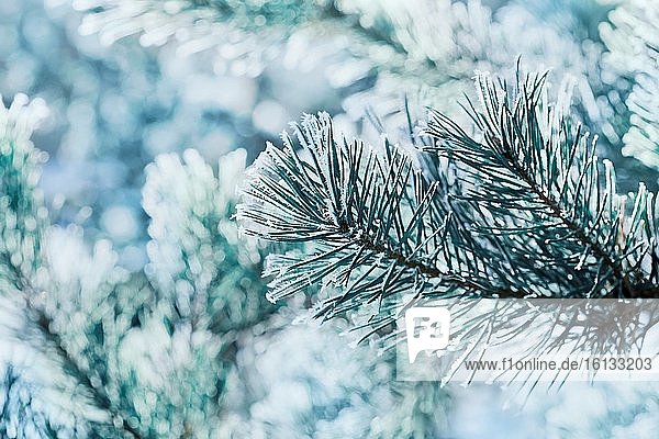 Winter Hintergrund der blauen Kiefer Zweig in den Schnee und Frost an einem kalten Tag. Makro Natur.