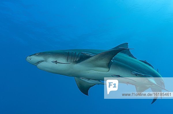 Lemon shark (Negaprion brevirostris)  Tiger beach  Atlantic Ocean  Bahamas  Central America