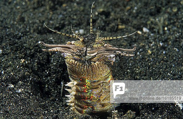Bobbit worm  (Eunice aphroditois)  Lembeh Strait  Indopacific  Indonesia  Asia