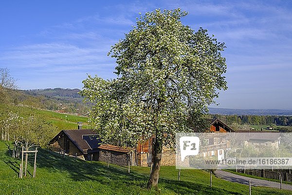Blühender Birnbaum vor Bauernhaus  Kutterling bei Bad Feilnbach  Oberbayern  Bayern  Deutschland  Europa