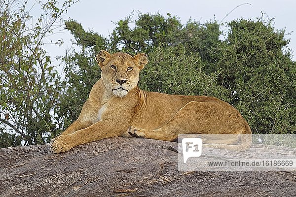 Löwin (Panthera leo)  Msaai-Mara-Wildschutzgebiet  Kenia  Afrika