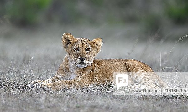 Junglöwe (Panthera leo)  Massai-Mara-Wildschutzgebiet  Kenia  Afrika