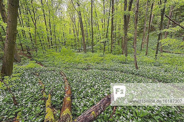 Buchenwald mit blühendem Bärlauch (Allium ursinum)  Nationalpark Hainich  Thüringen  Deutschland  Europa