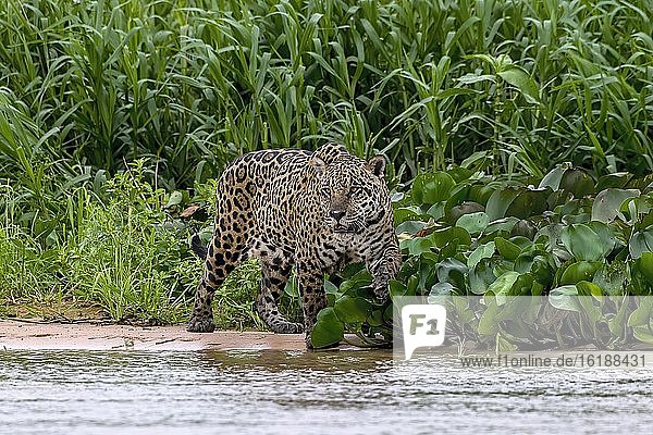 Jaguar (Panthera Onca)  verharrt im Uferbereich  Matto Grosso do Sul  Pantanal  Brasilien  Südamerika
