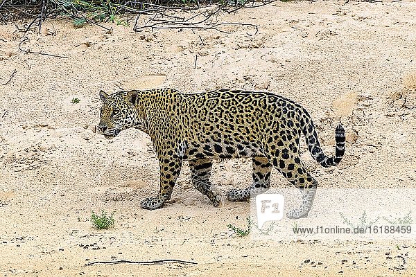 Jaguar (Panthera Onca)  Matto Grosso do Sul  Pantanal  Brazil  South America