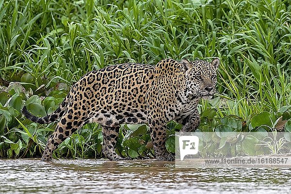 Jaguar (Panthera Onca)  Weibchen  wandert am Flußufer  Matto Grosso do Sul  Pantanal  Brasilien  Südamerika